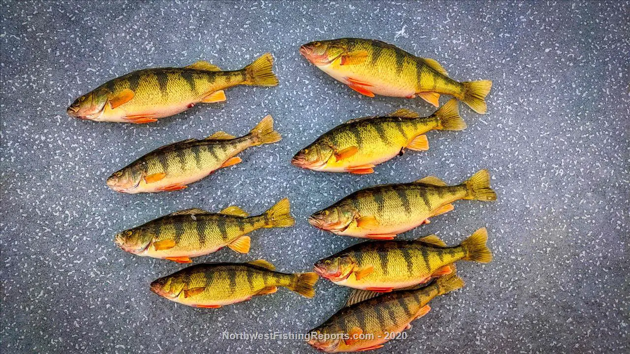 How to Catch Perch - NWFR