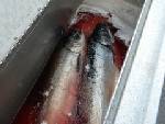 salmon.jpg