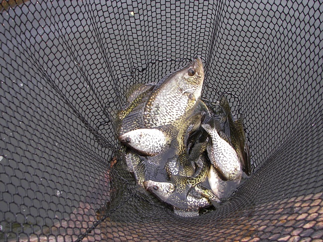 Crappie_4-25-10_015.JPG