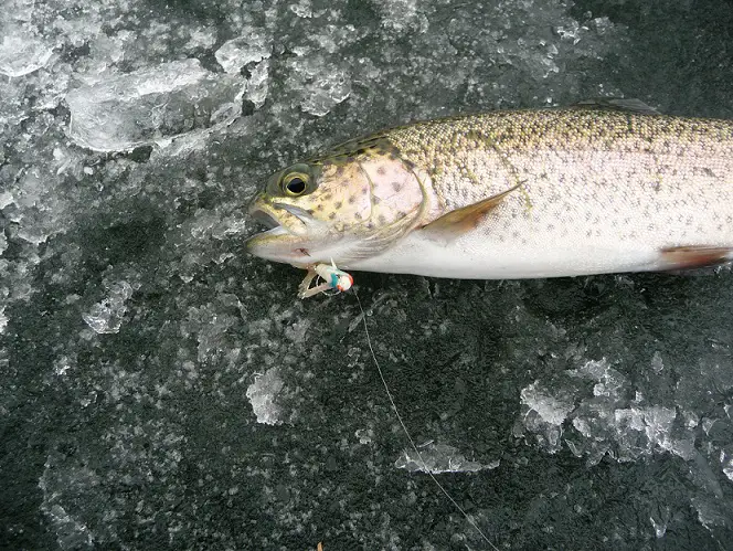 ice-fishing Mon 19th, 2011 005.JPG