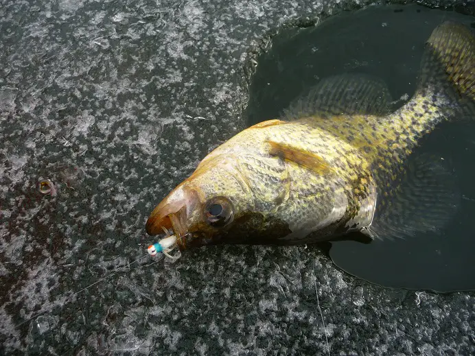 ice-fishing 12-26-11 012.JPG