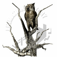 owl.gif