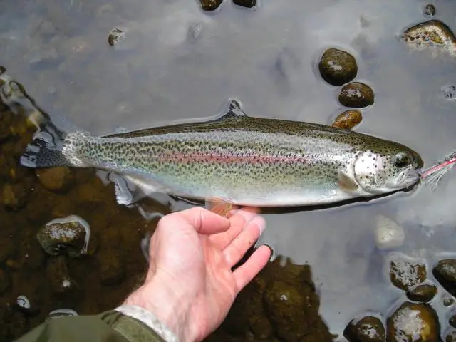 Bow_1.jpg