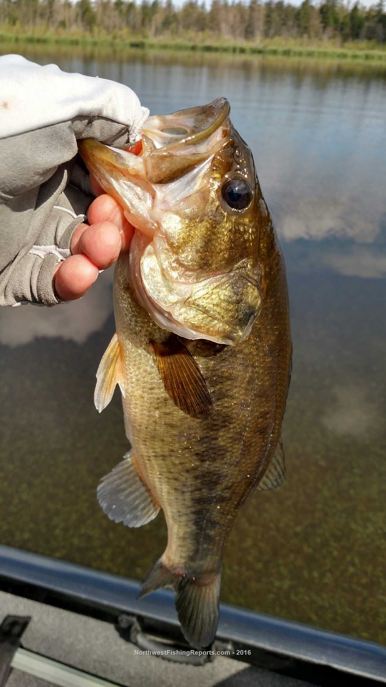 Fazon Lake Report, Whatcom County, WA - NWFR