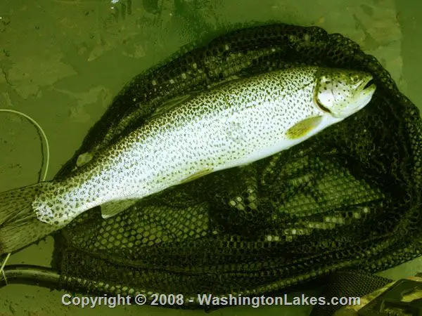 Fishing at Goose Lake in Skamania County - Best Fishing in America