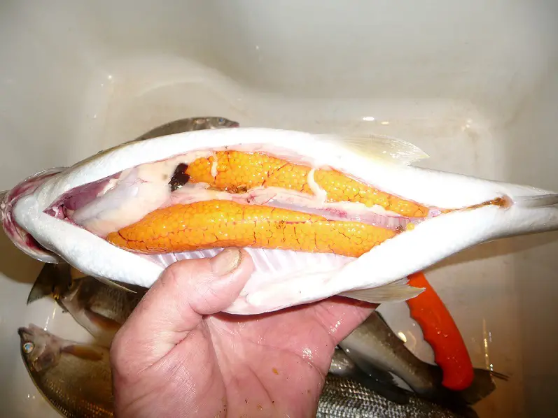 Whitefishcaviar 019.JPG