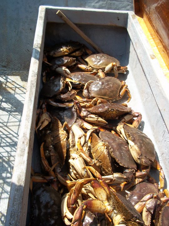 Crab_2011.jpg