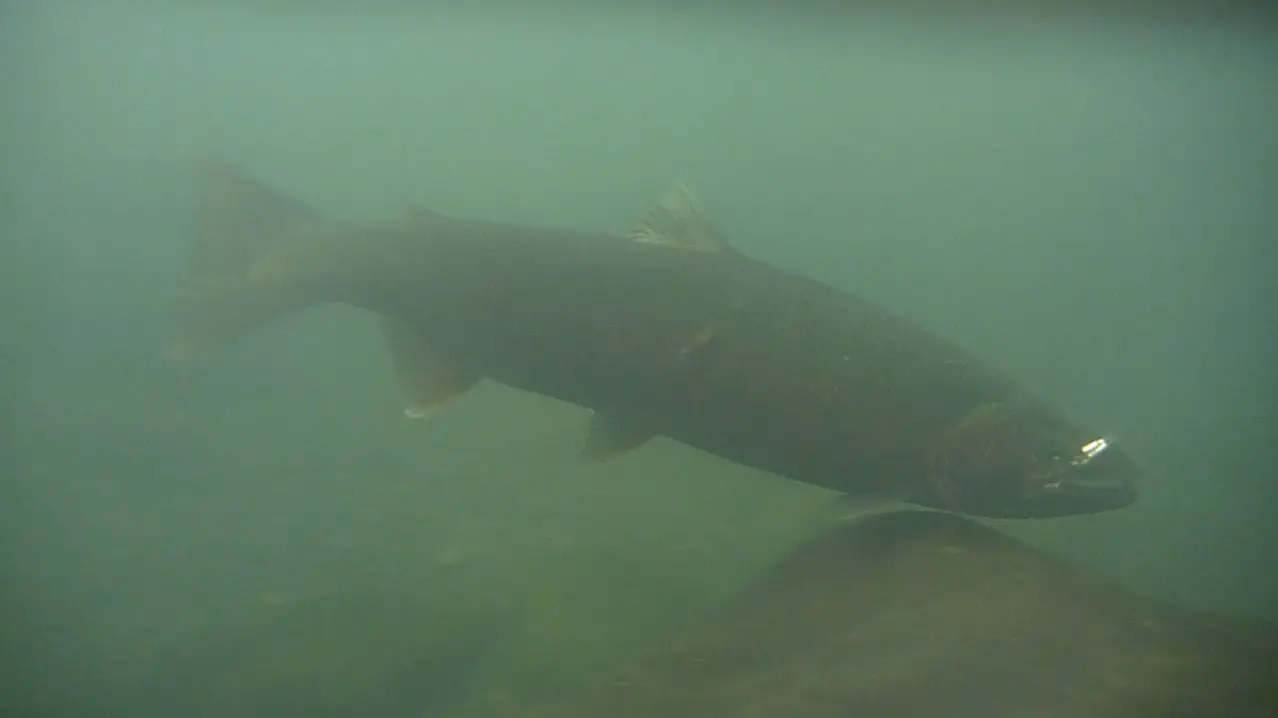 sol duc steelhead 2.jpg