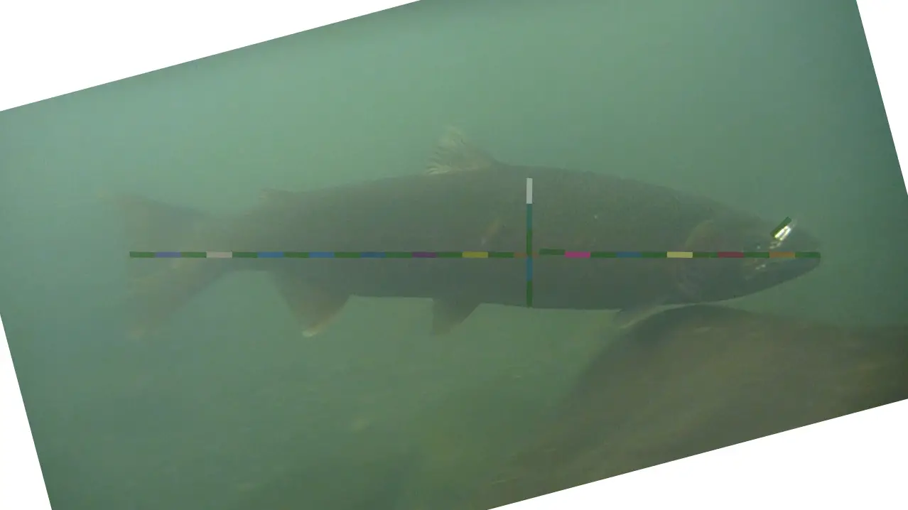 sol duc steelhead 3.jpg