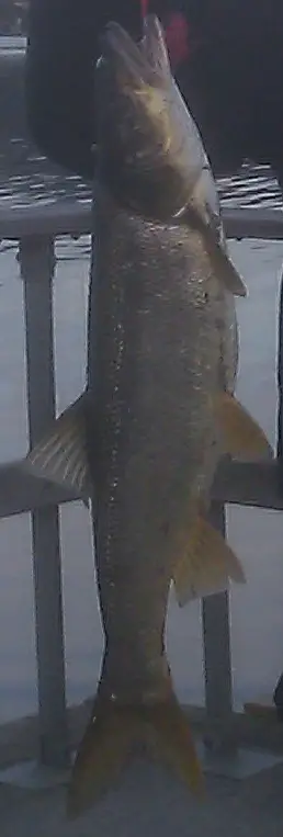 Fish.jpg