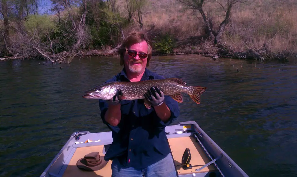 Resized Dad's pike 1.jpg