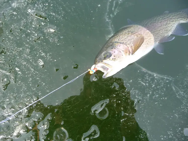 first iced trout 003.JPG