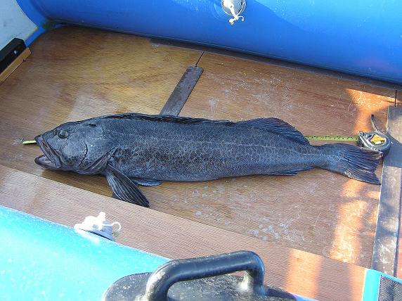 Lingcod_Fishing_1.jpg