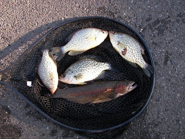 Crappies_2-20-10_037.JPG