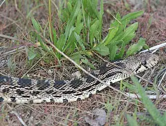 bull snake head.jpg