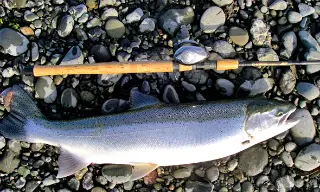 Hatchery-STeelie1-1[1].jpg