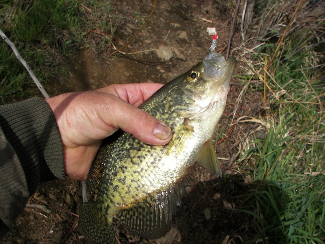 Crappie_4-25-10_010.JPG
