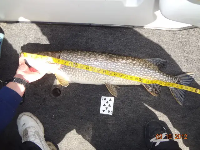 s 35%22 pike.jpg