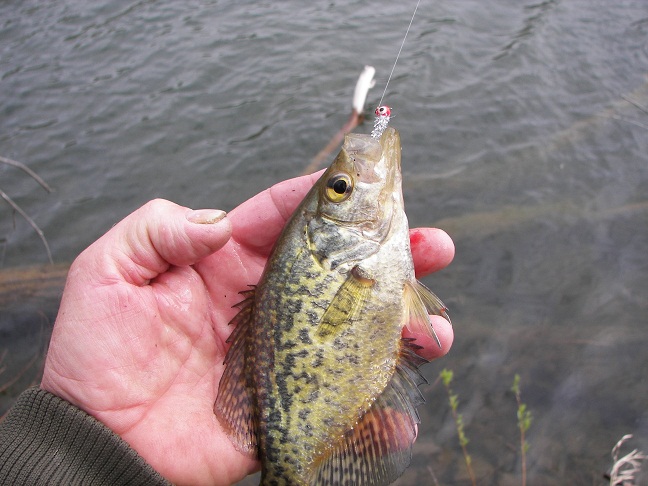 Crappie_4-25-10_008.JPG