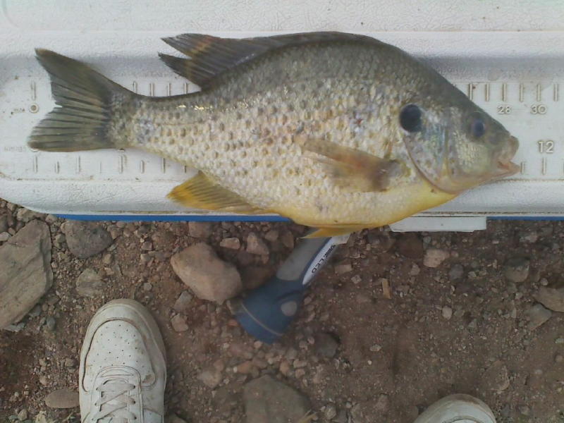 1_blue_gill.jpg